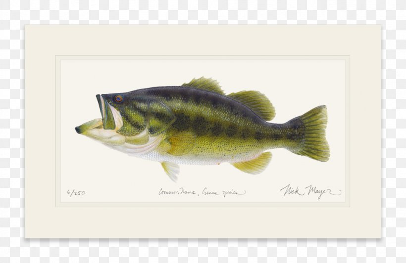 Largemouth Bass Striped Bass Fish Perch, PNG, 1023x664px, Largemouth Bass, Bass, Brook Trout, Fauna, Fish Download Free