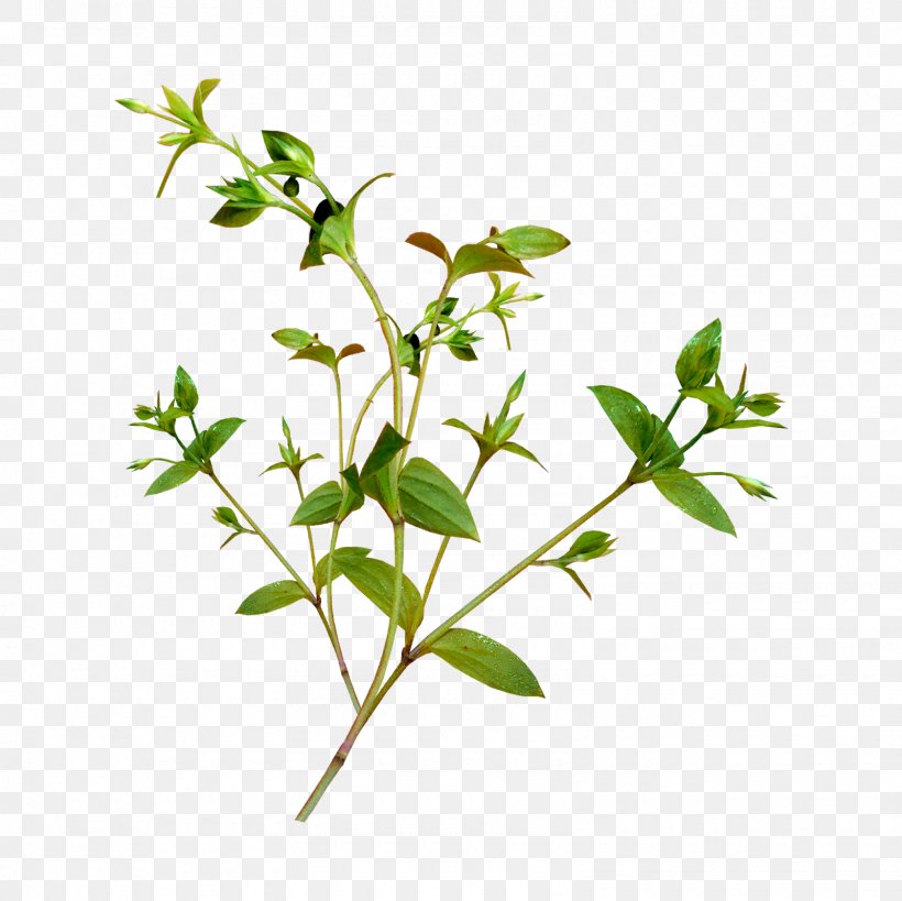 Leaf Branch Green Image, PNG, 1600x1600px, Leaf, Branch, Flower, Flowering Plant, Green Download Free