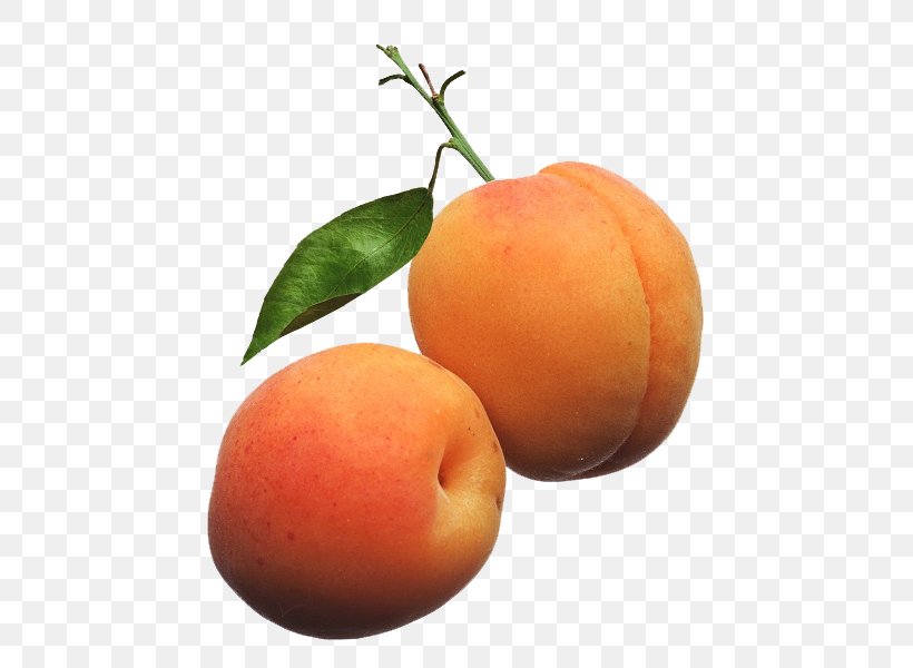 Apricot Kernel Vegetable Oil Fruit Noyau, PNG, 515x600px, Apricot, Apricot Kernel, Auglis, Bitter Orange, Citrus Download Free