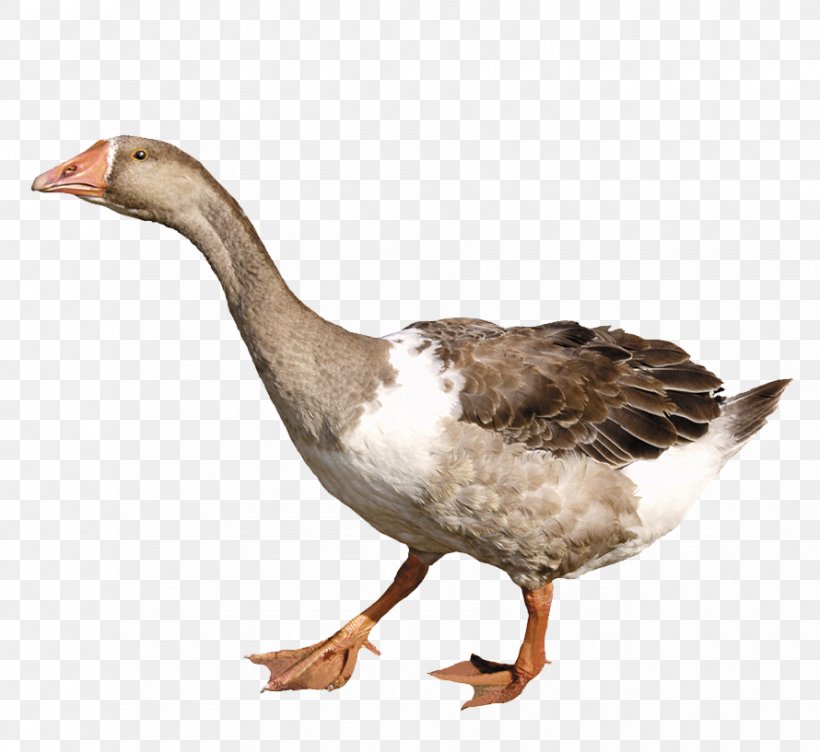 Duck Goose, PNG, 890x817px, Duck, Beak, Bird, Clipping Path, Ducks Geese And Swans Download Free