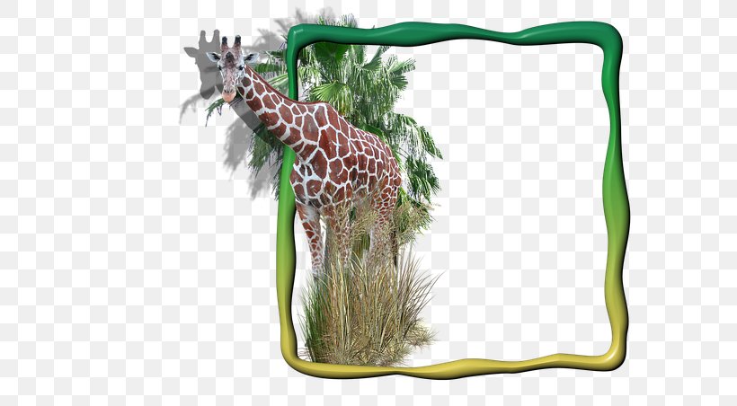 Giraffe Picture Frames Image Clip Art Digital Photo Frame, PNG, 640x452px, Giraffe, Digital Photo Frame, Drawing, Fauna, Film Frame Download Free