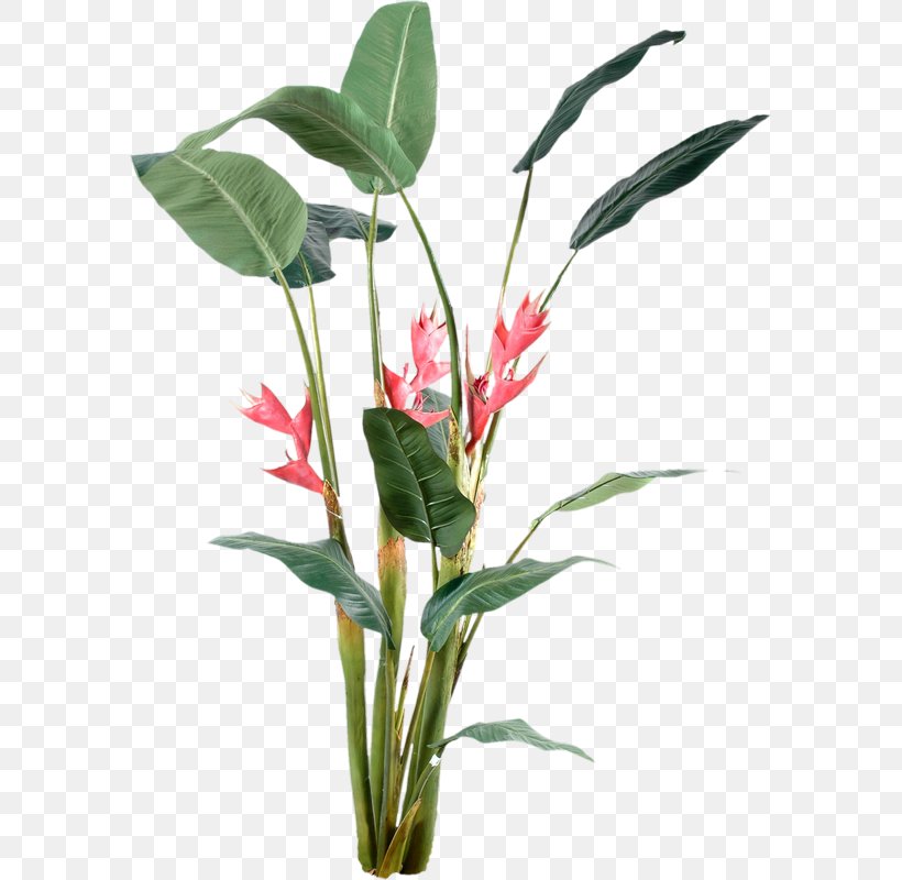 Plant, PNG, 583x800px, Plant, Cut Flowers, Floral Design, Floristry, Flower Download Free