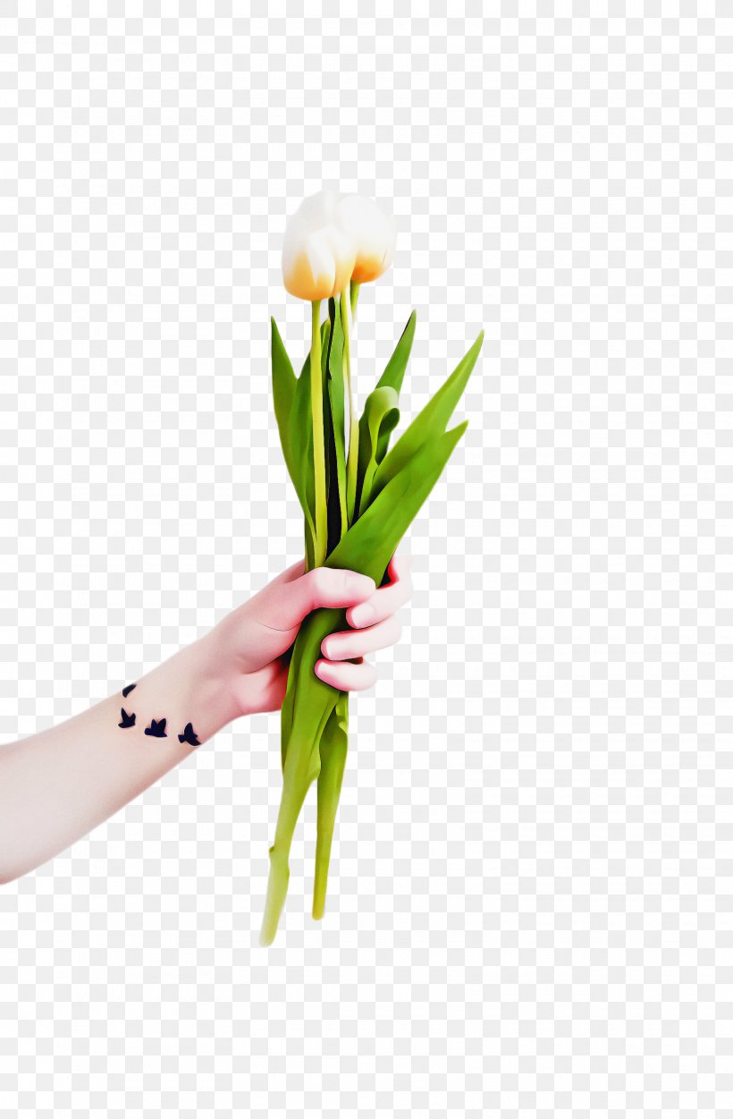 Flowers Background, PNG, 1620x2472px, Tulip, Blomstring, Blossom, Bouquet, Cut Flowers Download Free