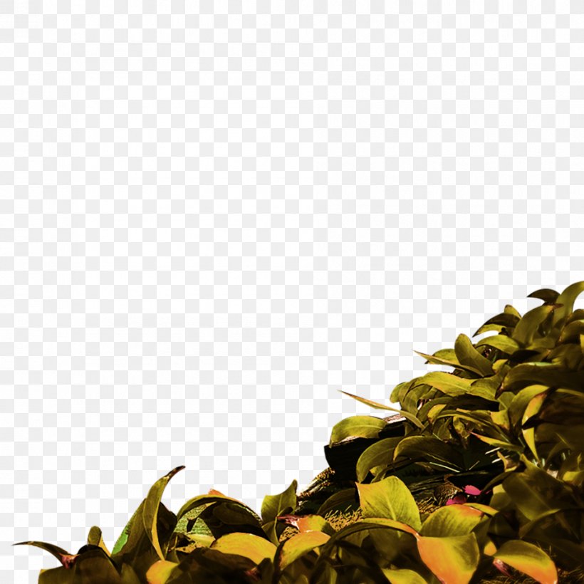 Sweet Tea Oolong Green Tea, PNG, 945x945px, Tea, Cup, Designer, Green, Green Tea Download Free