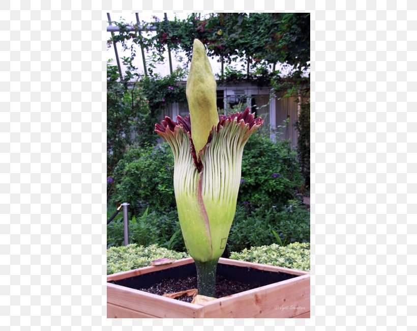 Titan Arum The Scoop Neveria Weber's Greatest Hits: 125 Classic Recipes For Every Grill Chicago Botanic Garden, PNG, 650x650px, Titan Arum, Alismatales, Arum Family, Botanical Garden, Botany Download Free