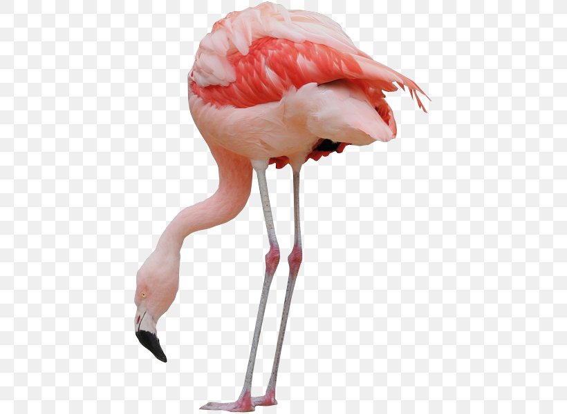 Bird Parrot Image Greater Flamingo, PNG, 435x600px, Bird, Beak, Flamingo, Flamingos, Great White Pelican Download Free