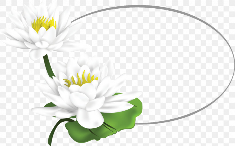 Flower Oval Frame Floral Oval Frame Oval Frame, PNG, 1559x968px, Flower Oval Frame, Aquatic Plant, Cut Flowers, Daisy, Floral Oval Frame Download Free