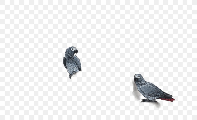 Parrot Lovebird Egyptian Vulture Blue Coua, PNG, 640x500px, Parrot, Beak, Bird, Bird Of Prey, Cinereous Download Free