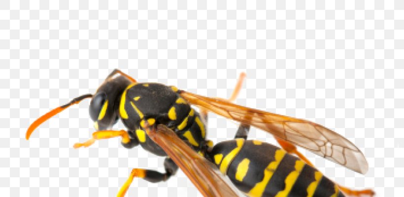 Hornet Insect Wasp Pest Control Exterminator, PNG, 800x400px, Watercolor, Cartoon, Flower, Frame, Heart Download Free
