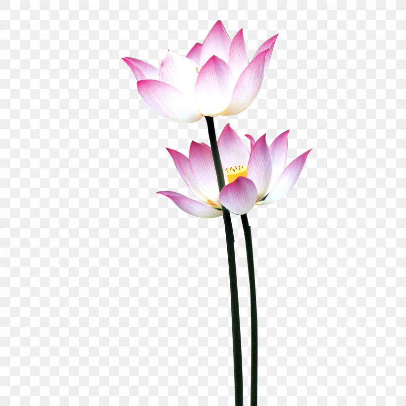 Nelumbo Nucifera Water Lily Flower Mid-Autumn Festival, PNG, 2000x2000px, Nelumbo Nucifera, Android, Aquatic Plant, Artificial Flower, Bud Download Free
