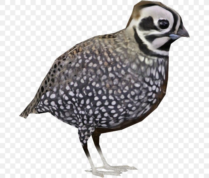 Quail Fauna Beak Feather Neck, PNG, 697x697px, Quail, Beak, Bird, Fauna, Feather Download Free