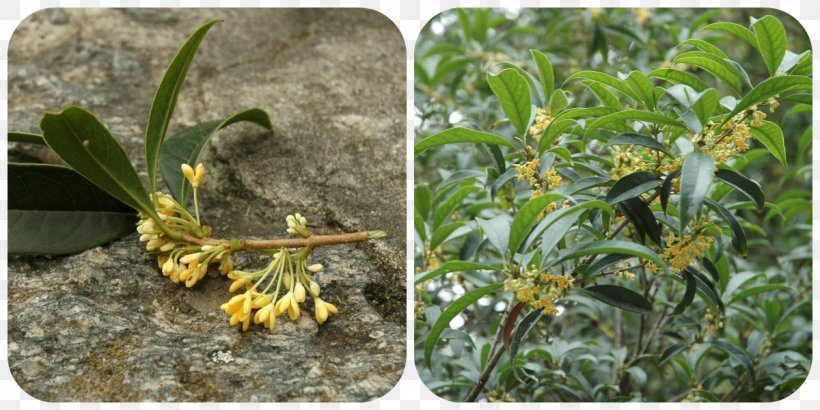 Sweet Osmanthus Plant Flavor Apricot Tree, PNG, 1200x600px, Sweet Osmanthus, Apricot, Devilwood, Flavor, Fruit Download Free