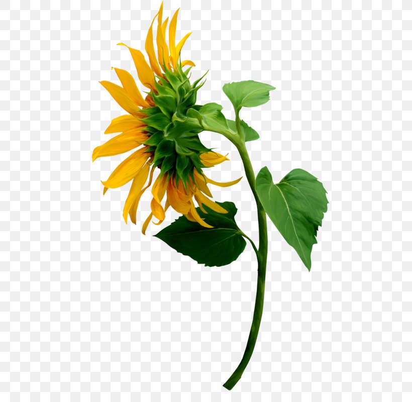 The Painter Of Sunflowers Common Sunflower Image The Sunflower, PNG, 492x800px, Painter Of Sunflowers, Artificial Flower, Botany, Common Sunflower, Daisy Family Download Free