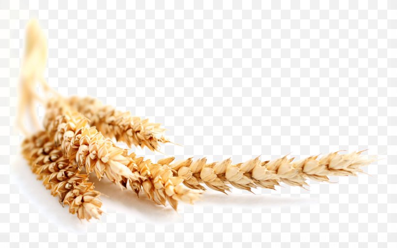 Wheat Maize Ear Grain Cereal, PNG, 1920x1200px, Wheat, Agriculture, Barley, Bran, Cereal Download Free