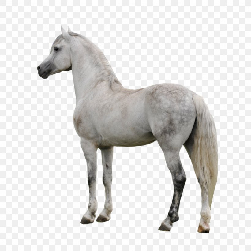 Appaloosa American Paint Horse Arabian Horse Clip Art, PNG, 894x894px, Appaloosa, American Paint Horse, Arabian Horse, Canter And Gallop, Colt Download Free