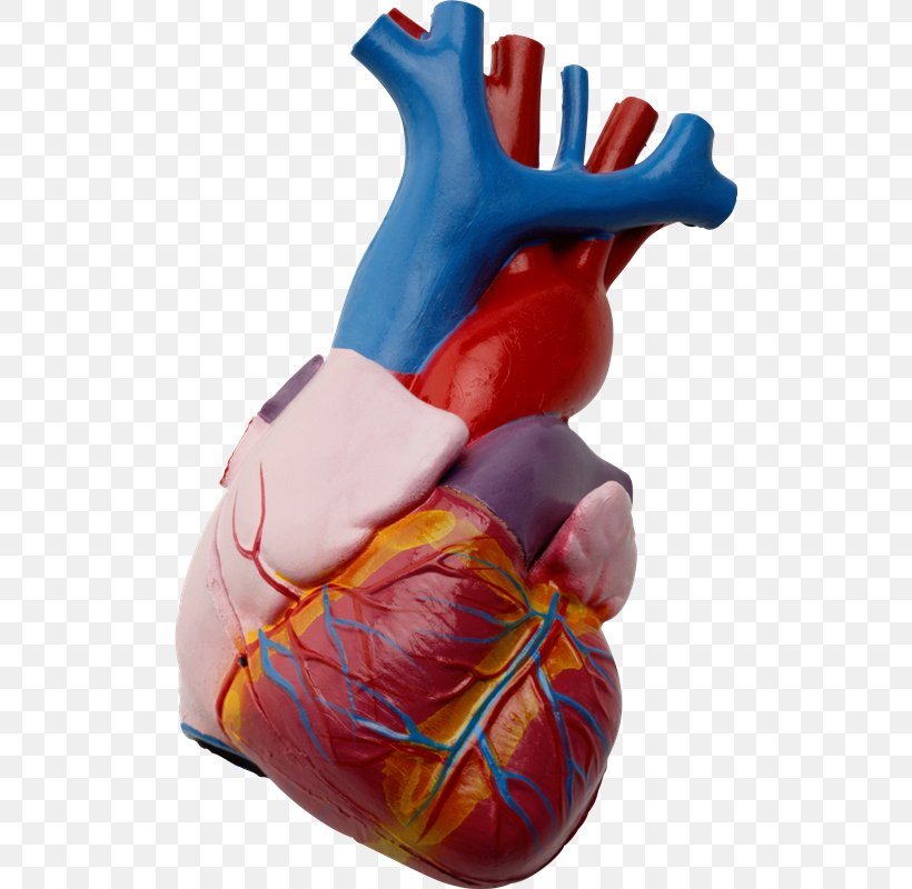 Heart Anatomy Hypertension Beta Blocker Cardiovascular Disease, PNG, 506x800px, Watercolor, Cartoon, Flower, Frame, Heart Download Free