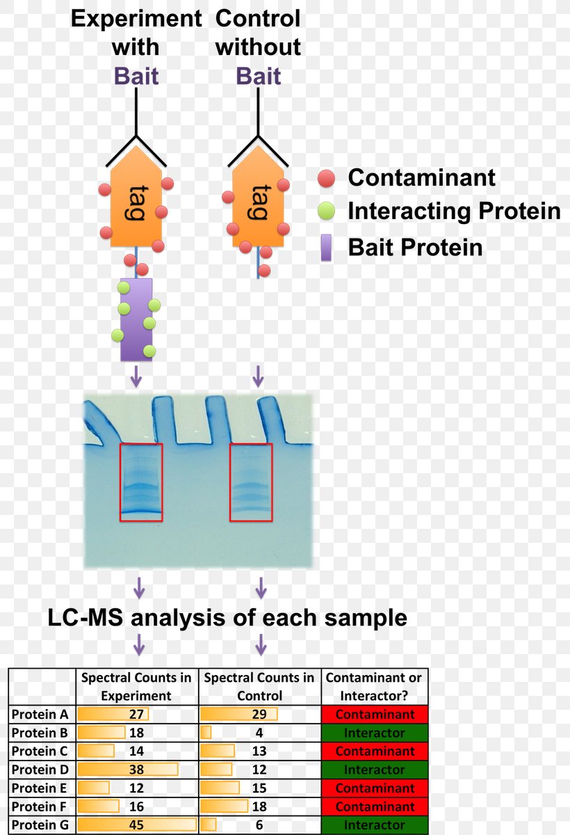 Mass Spectrometry Interactome Label-free Quantification Immunoprecipitation Stable Isotope Labeling By Amino Acids In Cell Culture, PNG, 798x1200px, Mass Spectrometry, Affinity Chromatography, Area, Crosslink, Diagram Download Free
