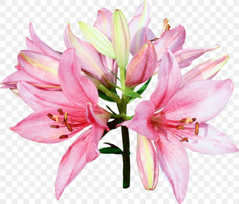 Tiger Lily Lilium Candidum Desktop Wallpaper Stock Photography, PNG, 1200x1022px, Tiger Lily, Alstroemeriaceae, Amaryllis Belladonna, Can Stock Photo, Cut Flowers Download Free