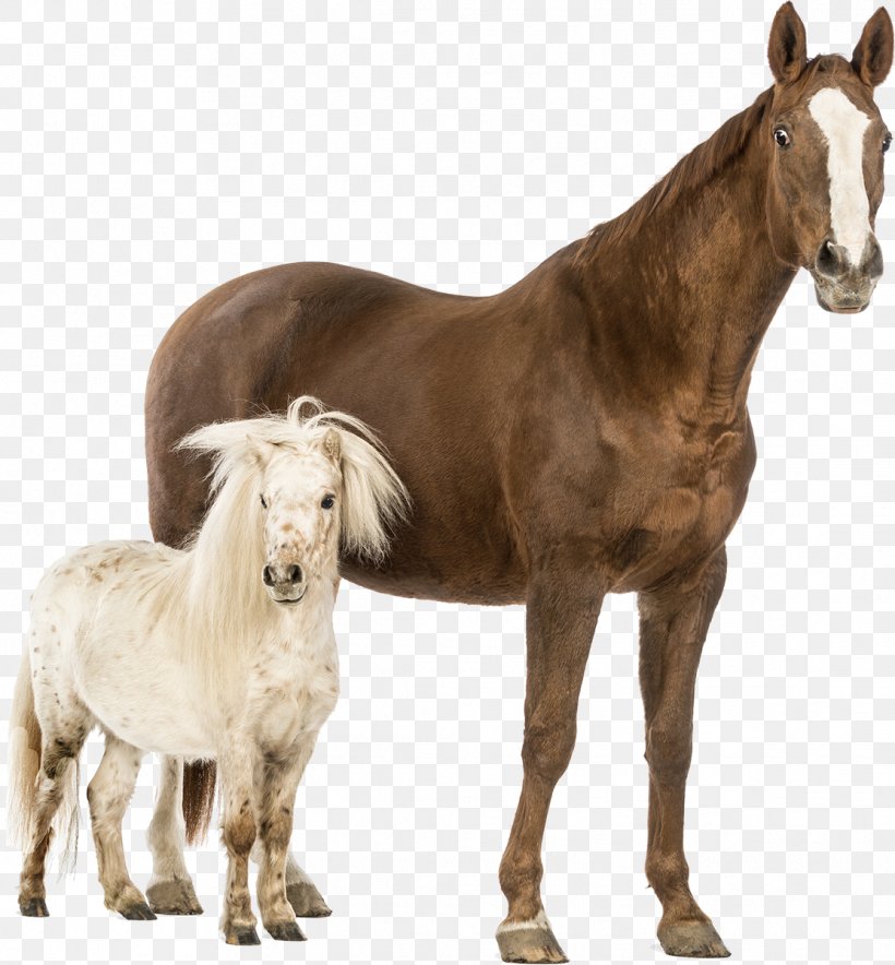 American Miniature Horse Shetland Pony Friesian Horse Boulonnais Horse, PNG, 1113x1200px, American Miniature Horse, Animal, Boulonnais Horse, Breed, Draft Horse Download Free