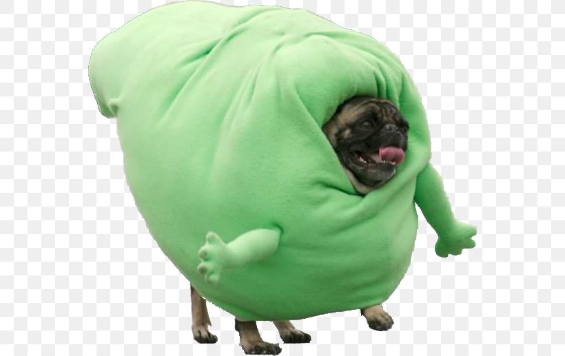 Pugs In Costumes Puppy Halloween Costume, PNG, 564x517px, Pug, Carnivoran, Cat, Companion Dog, Costume Download Free
