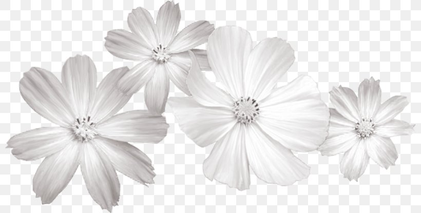 White Flower Clip Art, PNG, 800x415px, White, Black, Black And White, Chrysanthemum, Cut Flowers Download Free