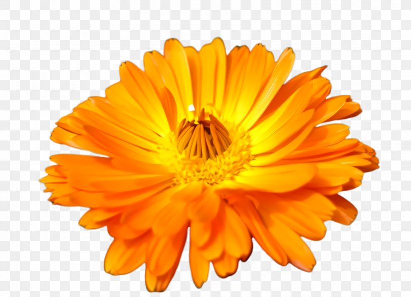 Background Family Day, PNG, 2352x1700px, Marigold, Annual Plant, Barberton Daisy, Bloom, Blossom Download Free