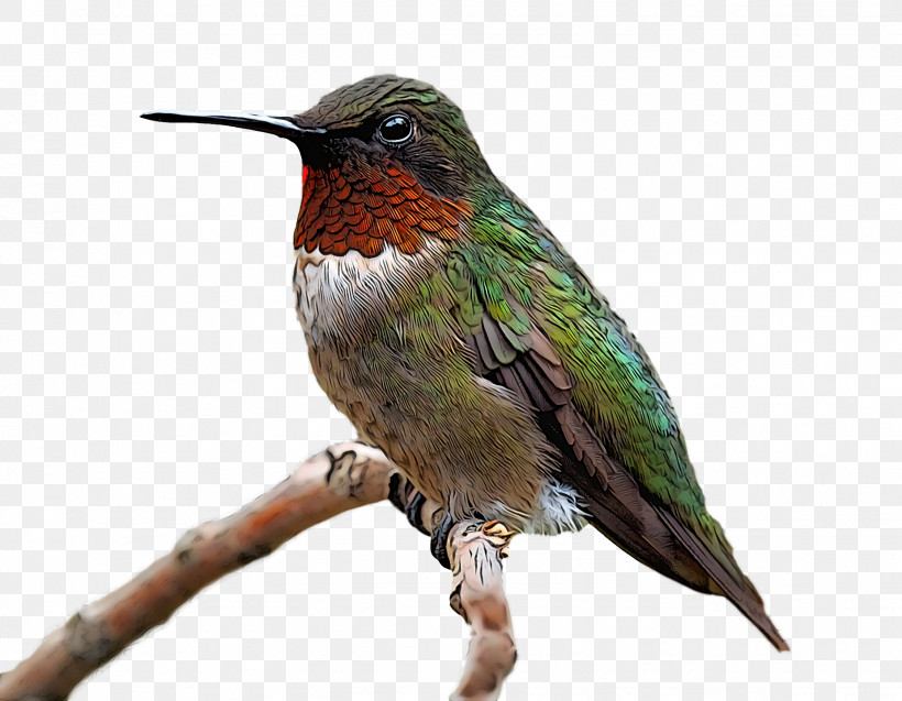 Bird, PNG, 1852x1440px, Bird, Beak, Coraciiformes, Cuckoo, Cuculiformes Download Free