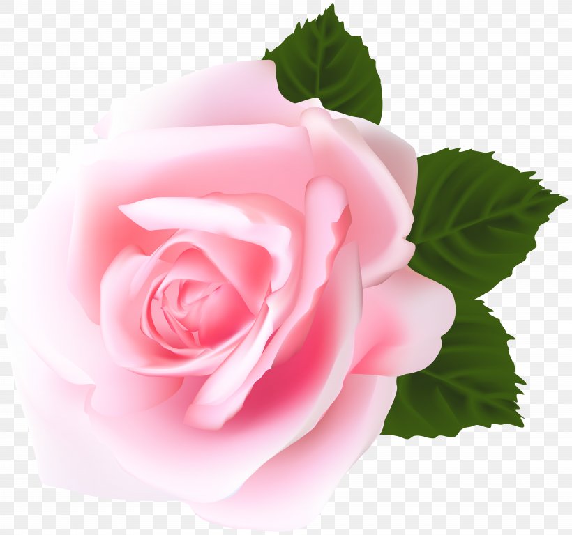 Garden Roses Centifolia Roses Pink Clip Art, PNG, 8000x7496px, Centifolia Roses, Blue Rose, Cut Flowers, Decoupage, Floral Design Download Free