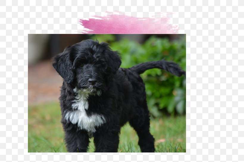 Miniature Schnauzer Schnoodle Affenpinscher Newfoundland Dog Tibetan Terrier, PNG, 637x544px, Miniature Schnauzer, Affenpinscher, Breed, Carnivoran, Dog Download Free