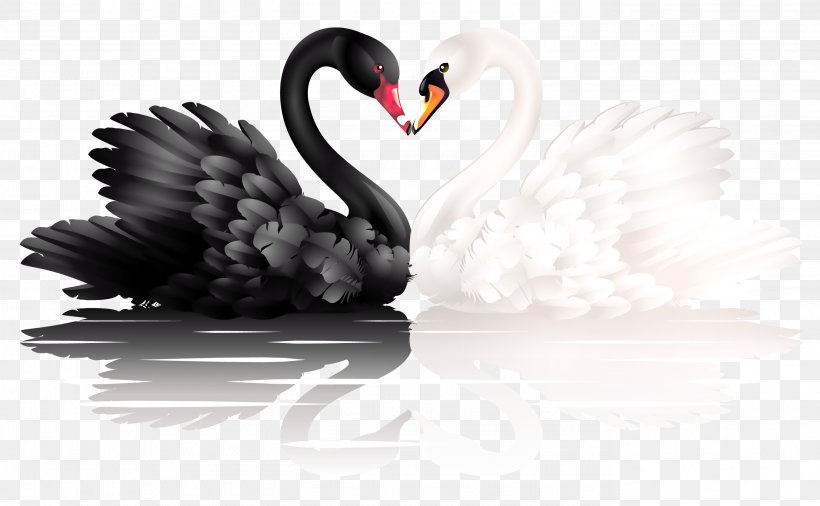 Mute Swan White Swan, Black Swan Black-necked Swan Trumpeter Swan, PNG, 2748x1698px, Black Swan, Anatidae, Beak, Bird, Black And White Download Free