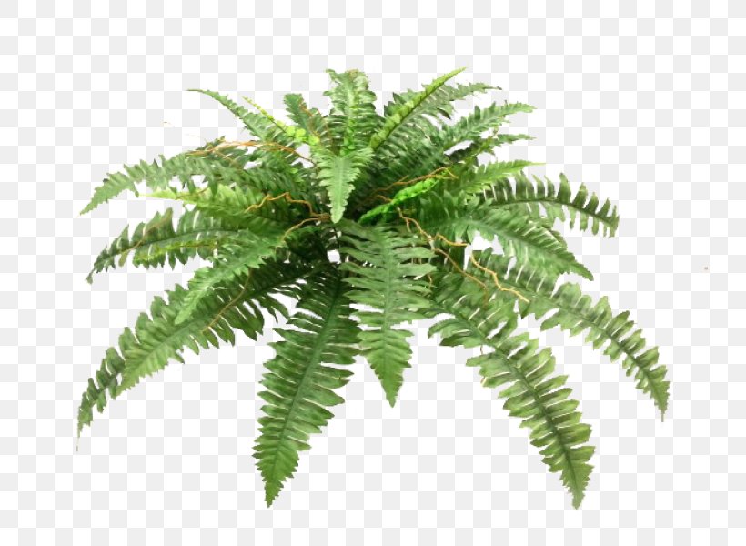 Sword Fern Plant Flower Bouquet Wedding, PNG, 800x600px, Fern, Artificial Flower, Boston, Ferns And Horsetails, Flower Download Free