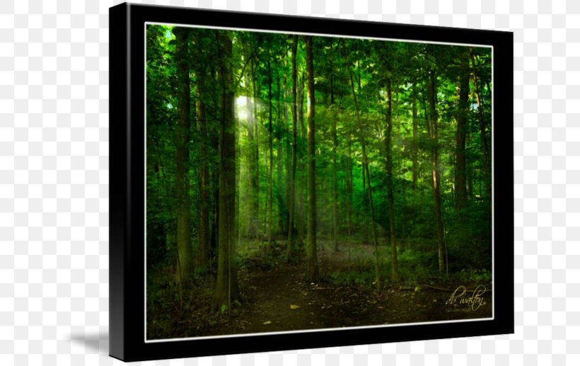 Television Set Biome Desktop Wallpaper Picture Frames, PNG, 650x517px, Television Set, Biome, Computer, Ecosystem, Forest Download Free