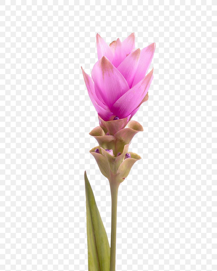 Thailand Curcuma Alismatifolia Tulip Turmeric, PNG, 757x1024px, Thailand, Bud, Curcuma Alismatifolia, Cut Flowers, Drawing Download Free