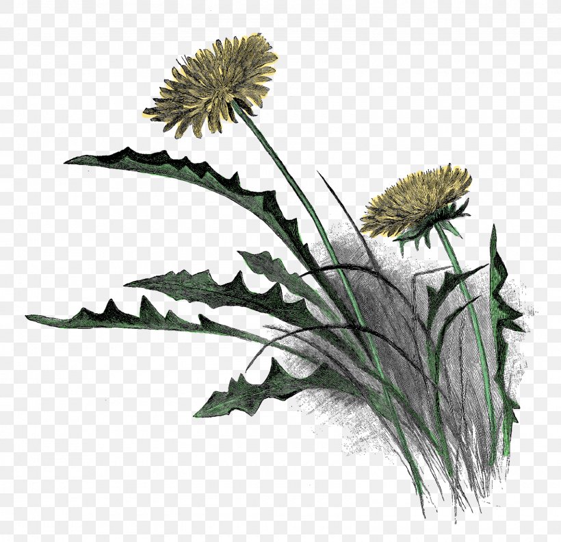 Drawing Wildflower Pencil, PNG, 1600x1544px, Drawing, Antique, Art, Dandelion, Flora Download Free