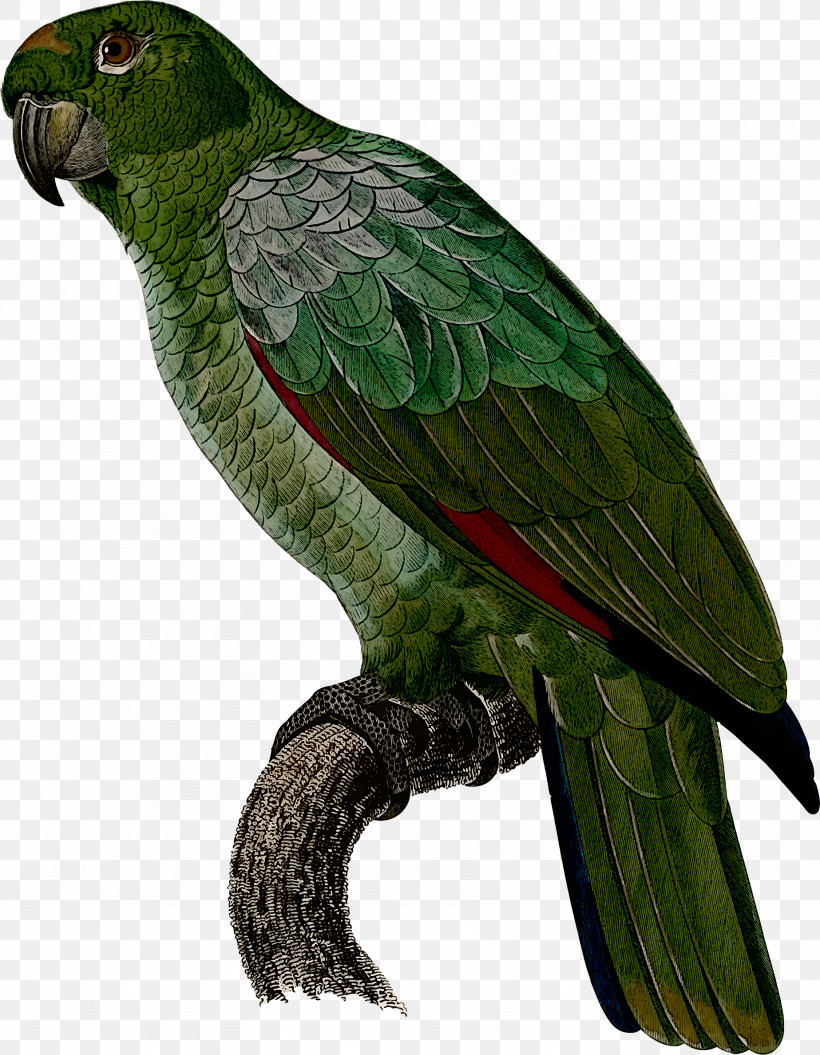 Lovebird, PNG, 1847x2378px, Bird, Beak, Budgie, Falconiformes, Lorikeet Download Free