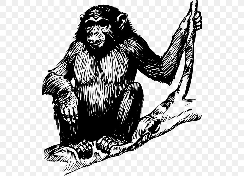 Chimpanzee Ape Gorilla Clip Art, PNG, 540x594px, Chimpanzee, Ape, Baby Chimpanzee, Big Cats, Black And White Download Free