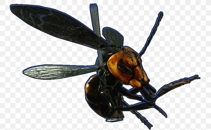 Hornet Bee Wasp YCombinator, PNG, 747x505px, Hornet, Arthropod, Bee, Fly, Insect Download Free