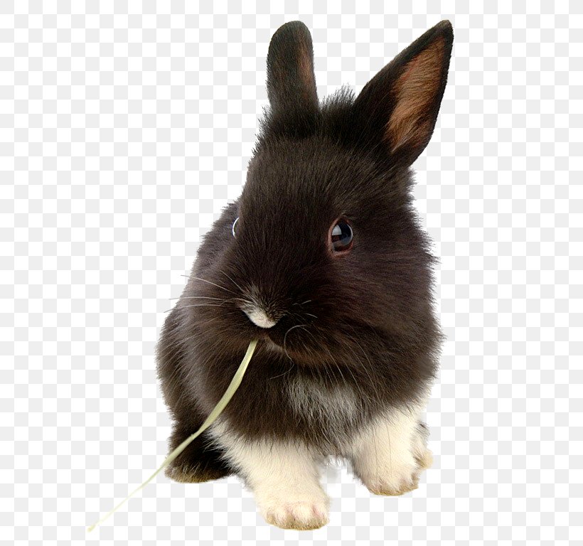 Lionhead Rabbit Domestic Rabbit Dog Holland Lop, PNG, 634x768px, Lionhead Rabbit, Animal, Black And White, Child, Cuteness Download Free