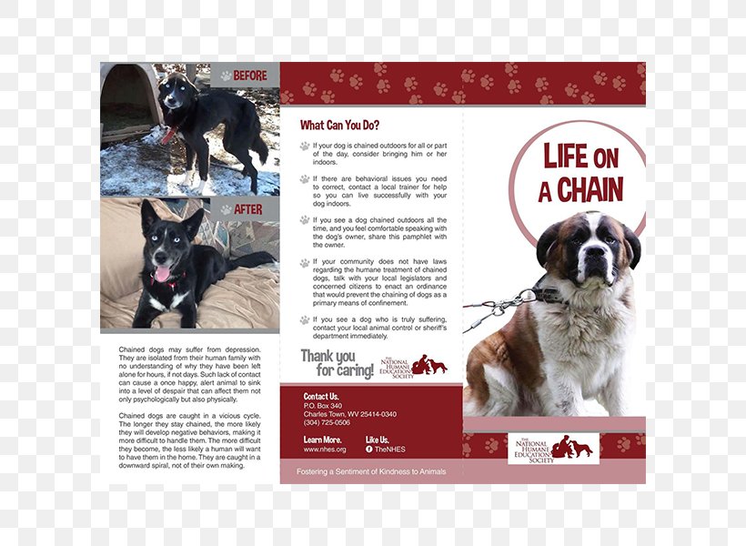 Non-profit Organisation Dog Breed Organization Advertising, PNG, 600x600px, Nonprofit Organisation, Advertising, Animal Welfare, Brand, Brochure Download Free