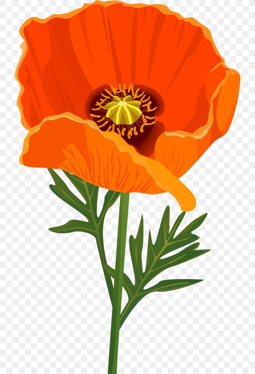 Poppy Flower Clip Art, PNG, 727x1200px, Poppy, Cdr, Cut Flowers, Flower, Flowering Plant Download Free