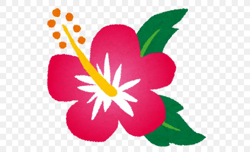 ハイビスカス Roselle Urasoe Tea, PNG, 562x500px, Roselle, Flora, Flower, Flowering Plant, Hibiscus Download Free