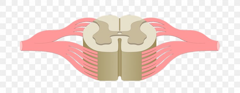 Spinal Cord Injury Vertebral Column Anatomy Central Nervous System, PNG, 1615x630px, Watercolor, Cartoon, Flower, Frame, Heart Download Free