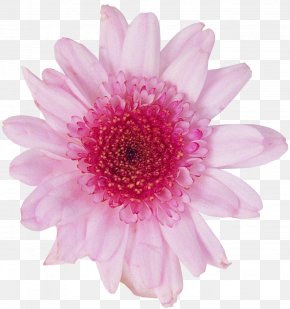 Dahlia Flowers Background - Transvaal Daisy Chrysanthemum Photography Cut Flowers PNG