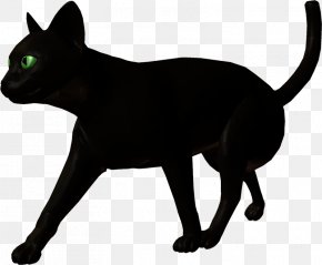 Ð´Ð»Ñ Ñ„Ð¾Ñ‚Ð¾ÑˆÐ¾Ð¿Ð° - Black Cat Bombay Cat Havana Brown Korat Malayan Cat PNG