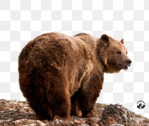 Brown Bear American Black Bear Eurasian Lynx El Oso Pardo Photography PNG