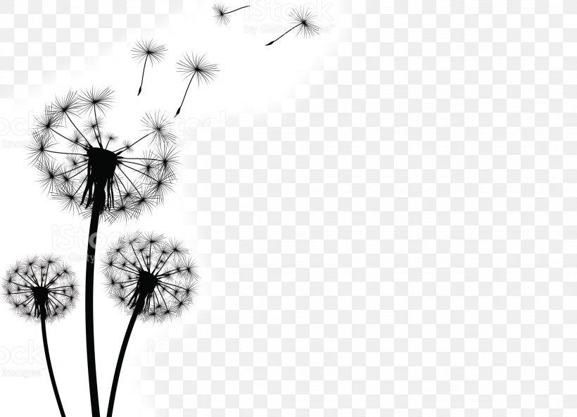 Common Dandelion Stock Photography Clip Art, PNG, 2048x1479px, Common Dandelion, Artwork, Black And White, Branch, Cut Flowers Download Free