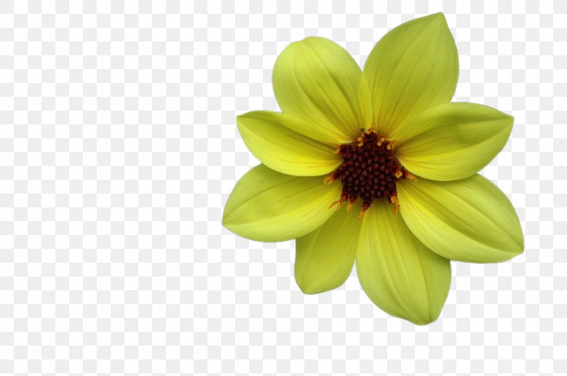 Dahlia, PNG, 900x598px, Dahlia, Daisy Family, Flower, Flowering Plant, Petal Download Free