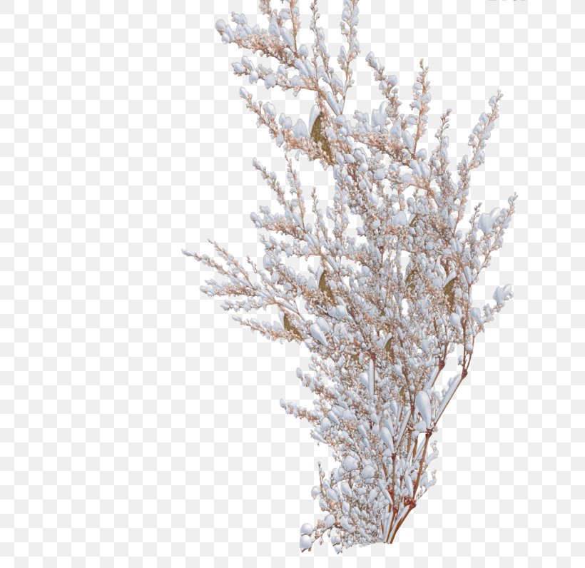 Shrub Snow Tree Pine, PNG, 656x796px, Shrub, Branch, Fir, Frost, Pine Download Free