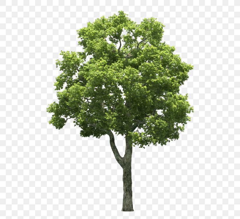 Stock Photography Stock.xchng Royalty-free Image Tree, PNG, 750x750px, Stock Photography, Branch, Istock, Photography, Plane Tree Family Download Free