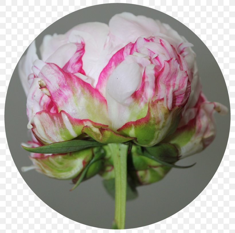 Cabbage Rose Peony Cut Flowers Pink M Petal, PNG, 819x812px, Cabbage Rose, Cut Flowers, Flower, Flowering Plant, Peony Download Free